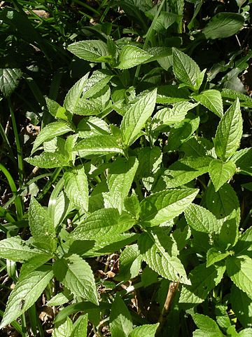 Mercurialis perennis